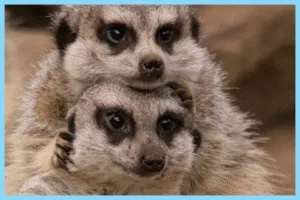 More than a Glance: Reflective & Responsive Supervision